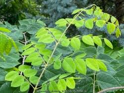 Attēlu rezultāti vaicājumam “Gymnocladus dioicus”
