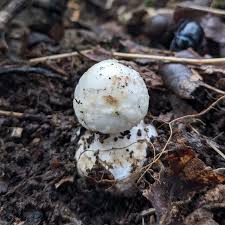 Attēlu rezultāti vaicājumam “Tubifera magna young”