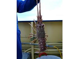 Image result for Palinurus elephas