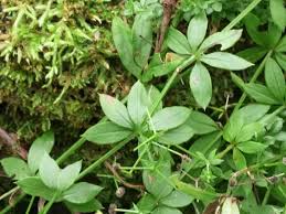 Attēlu rezultāti vaicājumam “Galium triflorum leaf”