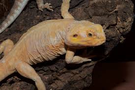 Image result for reptile scales