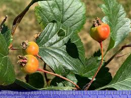 Attēlu rezultāti vaicājumam “Crataegus x macrocarpa fruit”