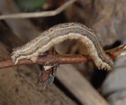 Attēlu rezultāti vaicājumam “Xanthorhoe montanata”