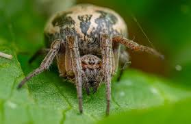 Attēlu rezultāti vaicājumam “Larinioides cornutus”