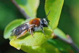 Attēlu rezultāti vaicājumam “Andrena haemorrhoa female”