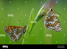Attēlu rezultāti vaicājumam “Melitaea cinxia underside”