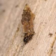 Attēlu rezultāti vaicājumam “Proutia betulina”