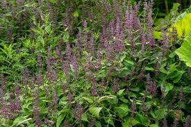Attēlu rezultāti vaicājumam “Stachys sylvatica bud”