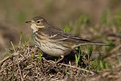 Attēlu rezultāti vaicājumam “Motacillidae”