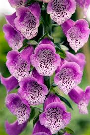 Attēlu rezultāti vaicājumam “Digitalis purpurea flower”