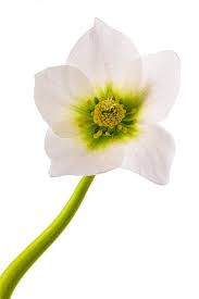 Image result for Christrose