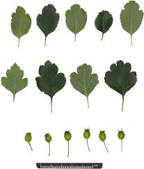 Attēlu rezultāti vaicājumam “Crataegus x macrocarpa leaf”