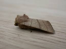 Attēlu rezultāti vaicājumam “Charanyca trigrammica”