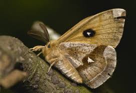 Attēlu rezultāti vaicājumam “Aglia tau”