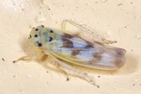 Attēlu rezultāti vaicājumam “Macrosteles nymph”