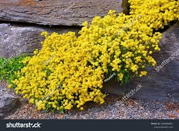 Image result for Alyssum saxatile