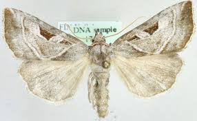 Attēlu rezultāti vaicājumam “Eucarta virgo”