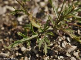 Attēlu rezultāti vaicājumam “Diplotaxis muralis”