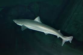 Image result for Galeorhinus galeus