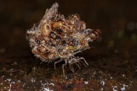 Attēlu rezultāti vaicājumam “Chrysopidae larva”