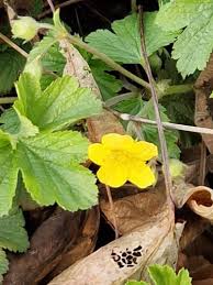 Attēlu rezultāti vaicājumam “Waldsteinia geoides flower”