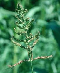 Attēlu rezultāti vaicājumam “Echinochloa crus-galli leaf”