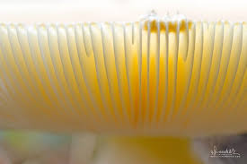 Attēlu rezultāti vaicājumam “Lycogala persicum macro”