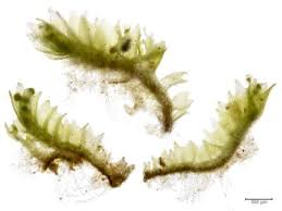 Attēlu rezultāti vaicājumam “Lophozia ascendens”