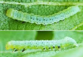 Attēlu rezultāti vaicājumam “Brachionycha nubeculosa”