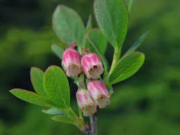 Attēlu rezultāti vaicājumam “Vaccinium uliginosum flower”