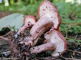 Attēlu rezultāti vaicājumam “Enteridium olivaceum spores”