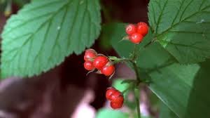 Attēlu rezultāti vaicājumam “Rubus saxatilis fruit”