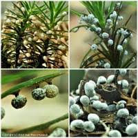 Attēlu rezultāti vaicājumam “Didymium melanospermum spores”