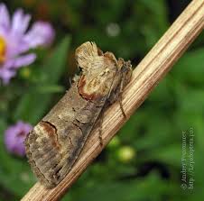 Attēlu rezultāti vaicājumam “Abrostola triplasia”