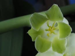 Attēlu rezultāti vaicājumam “Polygonatum multiflorum  flower”