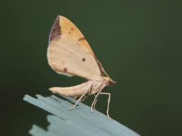 Attēlu rezultāti vaicājumam “Eulithis pyraliata”