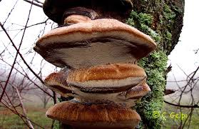 Attēlu rezultāti vaicājumam “Inonotus rheades”