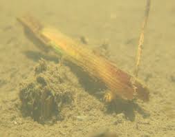 Attēlu rezultāti vaicājumam “Limnephilus larva”