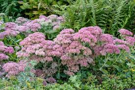 Image result for Mauerpfeffer