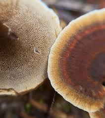 Attēlu rezultāti vaicājumam “Tubifera applanata spores”