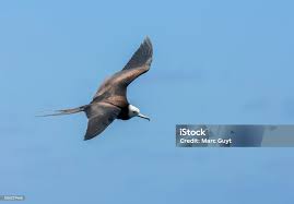 Image result for Fregata aquila