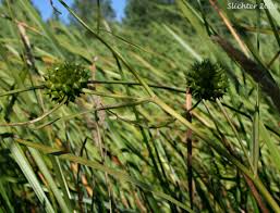Attēlu rezultāti vaicājumam “Sparganium minimum fruit”
