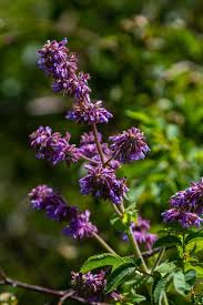 Attēlu rezultāti vaicājumam “Salvia verticillata leaf”