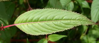 Attēlu rezultāti vaicājumam “Impatiens glandulifera leaf”