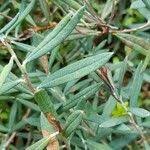 Attēlu rezultāti vaicājumam “Andromeda polifolia leaf”