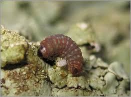 Attēlu rezultāti vaicājumam “Argyresthia goedartella”