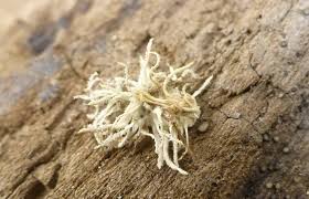 Attēlu rezultāti vaicājumam “Torrubiella arachnophila”