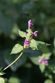 Attēlu rezultāti vaicājumam “Galeopsis bifida”