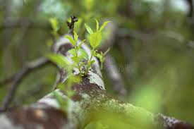 Attēlu rezultāti vaicājumam “Salix myrsinifolia female flower”