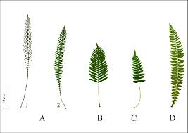 Attēlu rezultāti vaicājumam “Blechnum spicant”